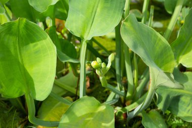 Limnocharis flava bitkisi sebzeleri
