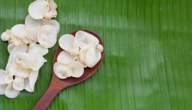 Beyaz jöle mantarı ya da beyaz kulak mantarı