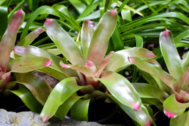 Bromeliad bahçede. Renkli bitki yaprakları