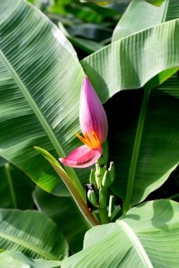 Pembe çiçekli tropik muz ağacı. Yeşil yapraklar