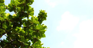 Mavi gökyüzü olan ağaç dalları