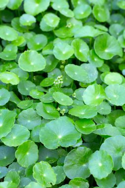 Gotu kola veya centella asiatica. Bahçedeki yeşil bitki yaprakları