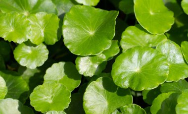 Centella asiatica (gotu kola). Taze yeşil yapraklı bitki arka planı.