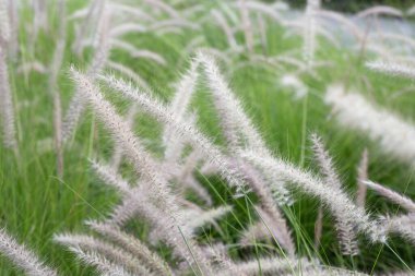 Çeşme otu veya pennisetum alopecuroides