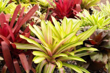 Bromeliad bahçede. Renkli bitki yaprakları