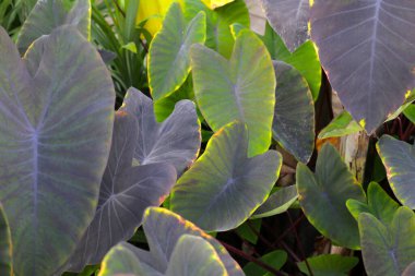 Siyah Fil. Kulak Bitkisi, Fil Kulak Kara Büyü