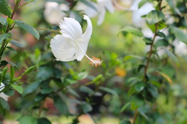 Bahçedeki beyaz amber çiçeği