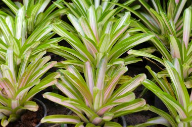 Neoregelia Bromeliad bahçede. Renkli bitki yaprakları