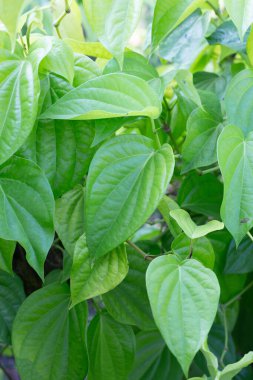 Bahçede yeşil betel yaprakları