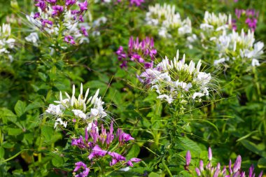 Parktaki Cleome Spinosa çiçeği