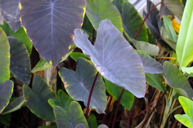 Siyah Fil. Kulak Bitkisi, Fil Kulak Kara Büyü