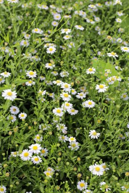 Marguerite beyaz çiçek, Marguerite Daisy