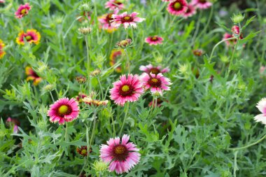 Firewheel, Hint battaniyesi, Battaniye çiçeği