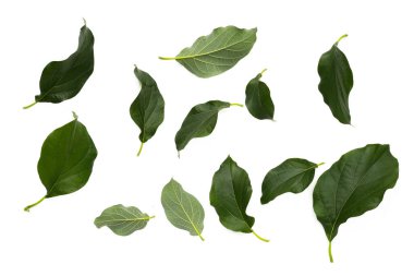 Beyaz arkaplanda Avokado yaprakları.