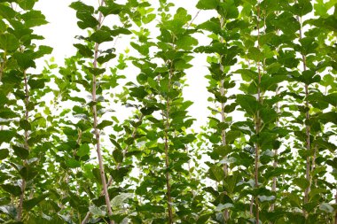 Fresh green leaves of mulberry tree in the garden