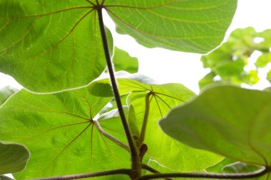 Hibiscus makrophyllus Roxb. eski Hornem