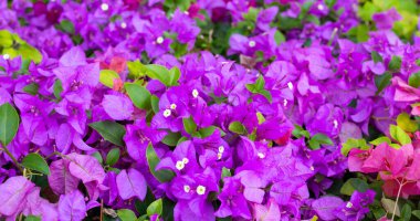 Beautiful bougainvillea flowers with green leaves