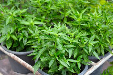 Andrographis bahçede paniklemiş.