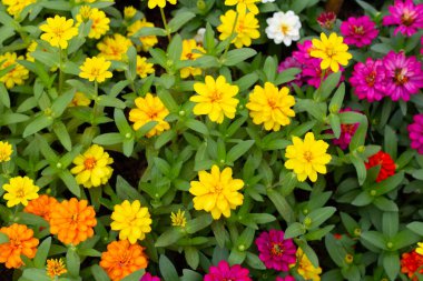 Bahçedeki zinnia çiçeği