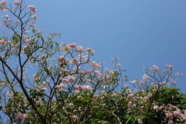 Trompet Ağacı, Pembe Poui, Yeni Dünya Trompeti, Rosy Trompet