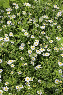 Marguerite beyaz çiçek, Marguerite Daisy