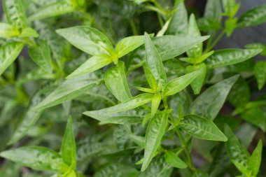 Andrographis bahçede paniklemiş.