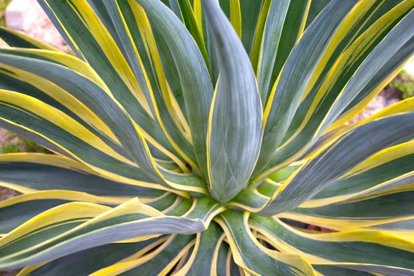 Bahçedeki Agave bitkisi. Agave desmettiana 'Variegata'