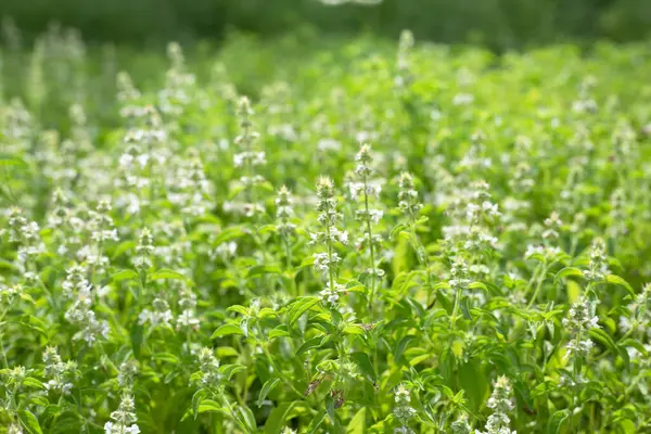 Limon fesleğeni, fesleğen, kıllı fesleğen