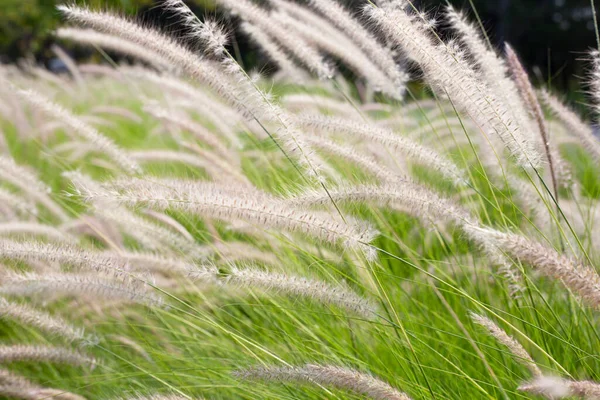 Çeşme otu veya pennisetum alopecuroides