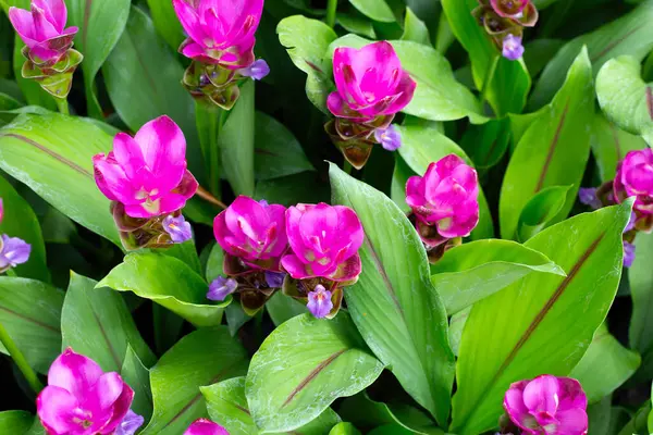 stock image Pink flower of curcuma sessilis gage plant