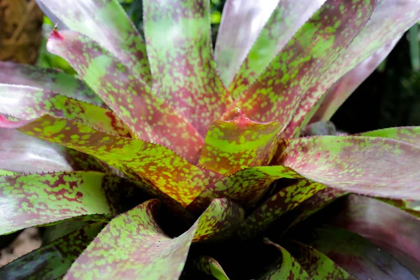 Bromeliad bahçede. Renkli bitki yaprakları