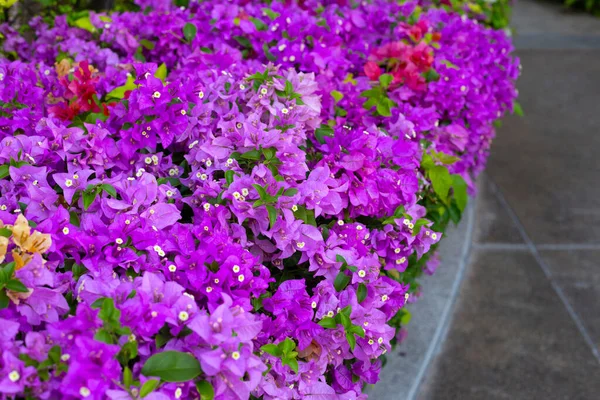 Beautiful bougainvillea flowers with green leaves