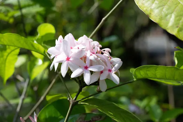 Kopsia Fruticosa Pink Flower Garden — Stock Photo, Image