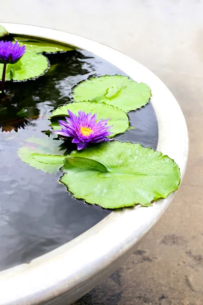 Beautiful Waterlily Water Pot Stock Image