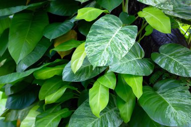 Epipremnum aureum bitkisi bahçede.