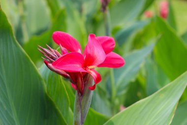 Kırmızı Canna çiçek bahçesinde
