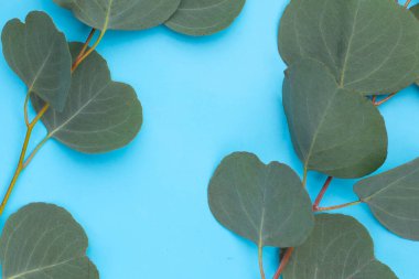 Mavi arkaplanda yeşil okaliptüs yaprakları.