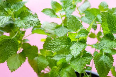 beyaz zemin üzerine taze Melisa.