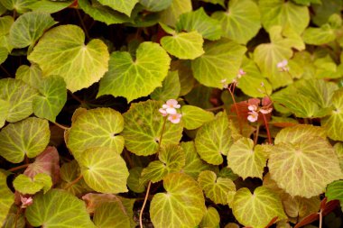 Bahçedeki begonya bitkileri