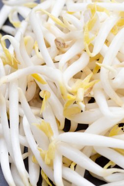 Siyah tabakta fasulye filizleri