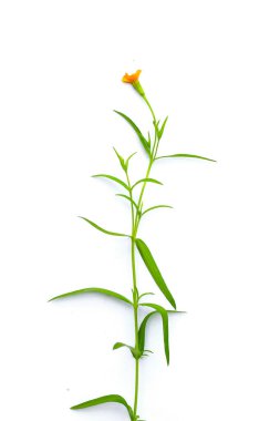 Beyaz arkaplanda taze tarhun.