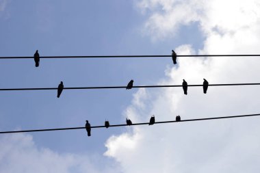 siluet kuşlar üstünde tel kablo mavi gökyüzü