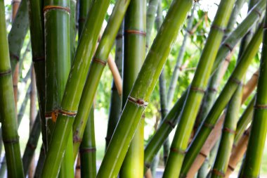 Bahçedeki taze yeşil bambu ağacı