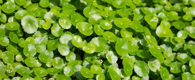 Gotu kola veya centella asiatica. Bahçedeki yeşil bitki yaprakları