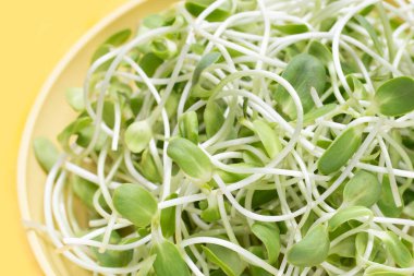 Beyaz arka plan ayçiçeği Filiz.