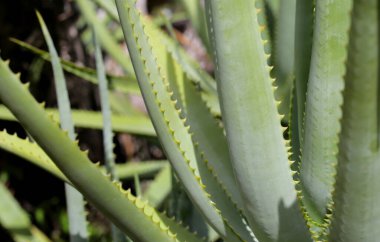 Aloe Vera taze yeşil yapraklar eker