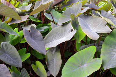 Siyah Fil. Kulak Bitkisi, Fil Kulak Kara Büyü