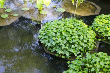 Gotu kola, Asya pennywort, Hint pennywort. Göletteki su bitkisi