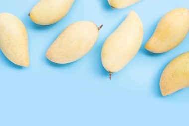 Tropik meyve, mavi arkaplanda mango..