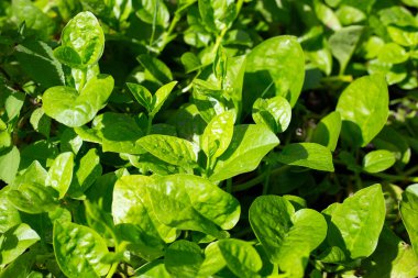 Ceylon spinach or basella rubra linn